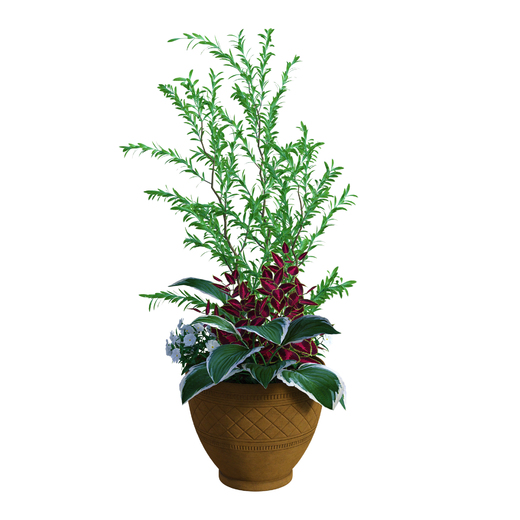 Peprovec - Schinus molle