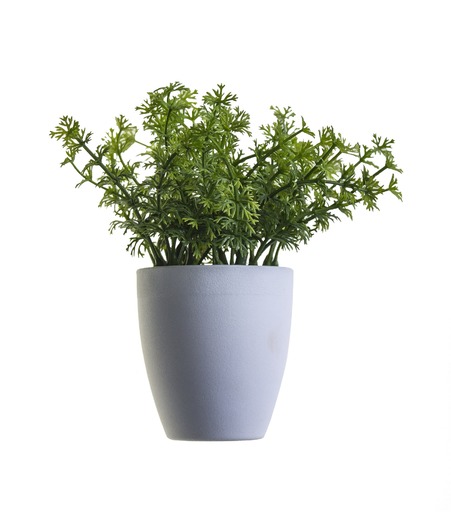 Klejicha hodvábna - Asclepias syriaca